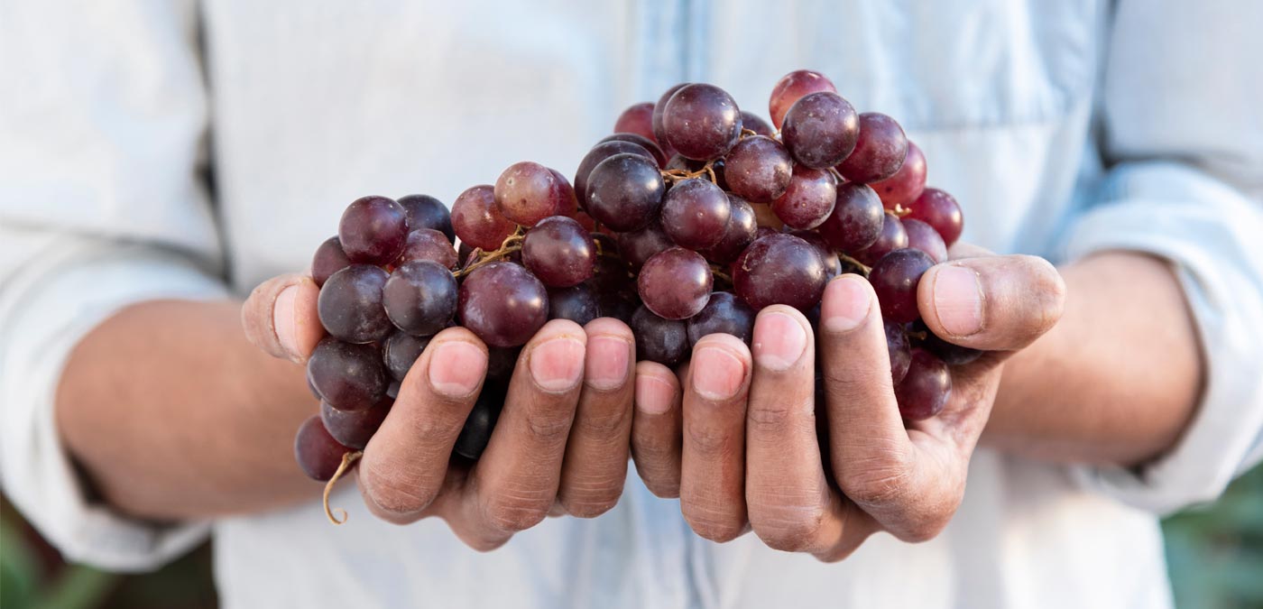 Gestión alimentaria: la norma ISO 22000