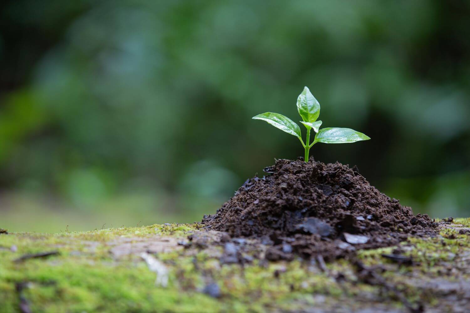 Factores bióticos y abióticos medio ambiente